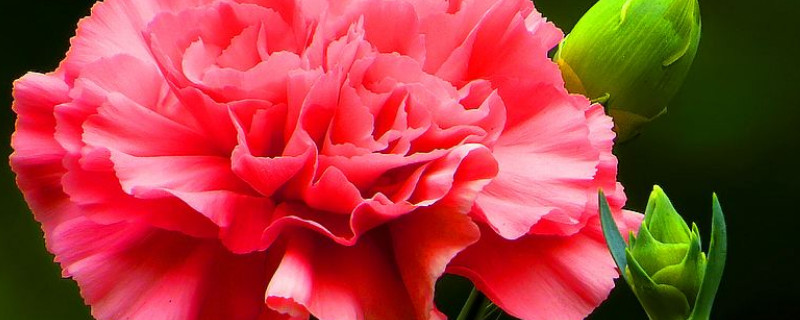 康乃馨冬季重剪吗 康乃馨可以剪短吗