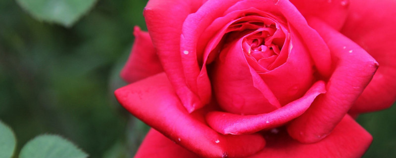 月季花秋天可以扦插吗（月季秋天可以扦插吗怎么扦插才能活）