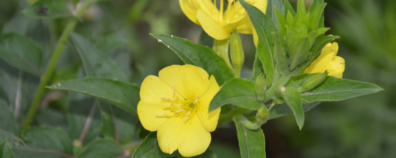 夜来香和牵牛花有什么区别（夜来香和牵牛花告诉我们的科学道理）