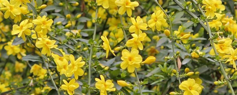 迎春花春天怎样修剪（迎春花怎样修剪）