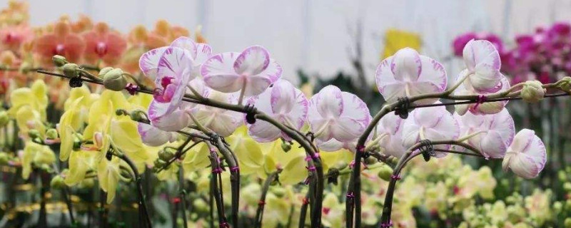 蝴蝶兰开花后能重种吗（蝴蝶兰开了花后还可以再种么）