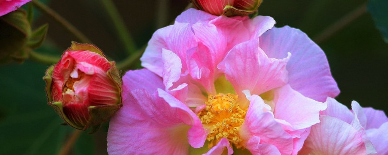 芙蓉花怎样养殖和施肥（芙蓉花在开花时用什么肥好）