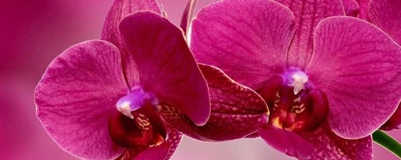 蝴蝶兰气根和根的区别 蝴蝶兰花气根