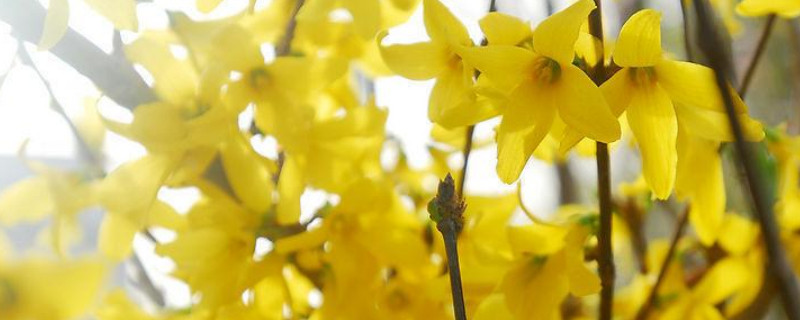 迎春花盛开在哪个季节（迎春花盛开的季节是几月份）