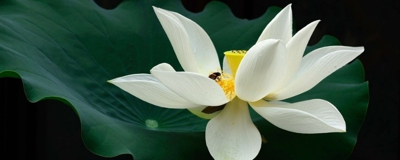 家里水养的荷花烂叶怎么办 室内养荷花叶子烂怎么办