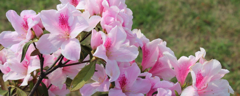 杜鹃花土培好还是水培好（杜鹃用什么土栽培最好）