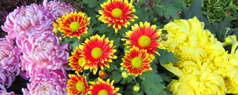 菊花夏天能放室内养行吗 菊花冬天可以放在室外养吗