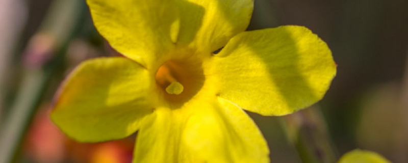 迎春花夏天掉叶子怎么办 迎春花秋天掉叶子正常吗