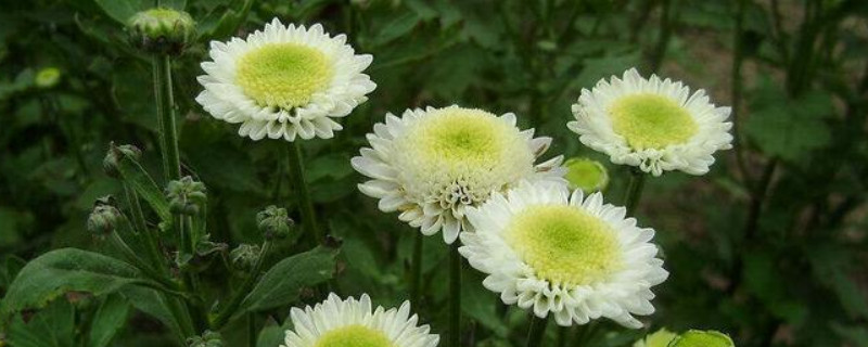 菊花花蕾期可以施肥吗 菊花有花蕾时要施肥吗