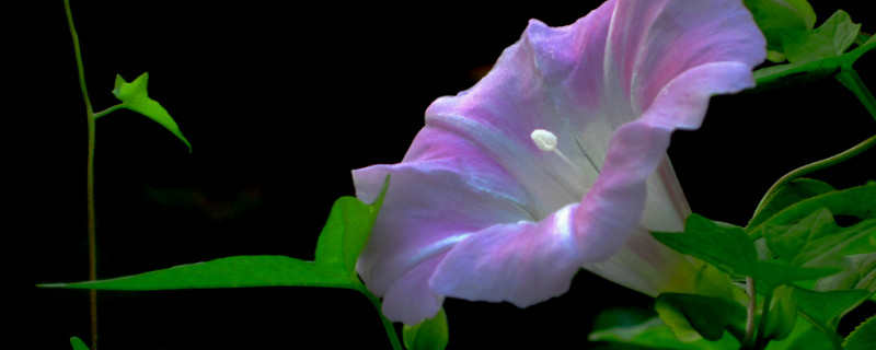 牵牛花需要每年重新种植吗（牵牛花什么时候移栽）