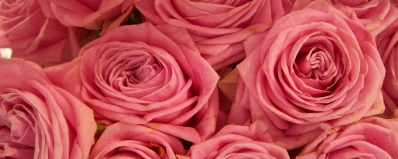 玫瑰扦插生根小妙招（玫瑰花扦插怎么才能养出根）