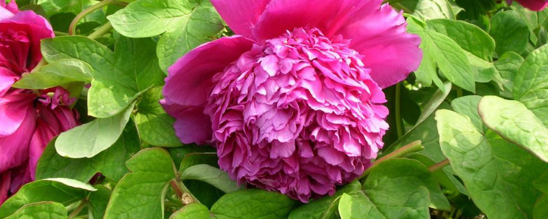 牡丹花什么时候种（牡丹花什么时候种植最好）