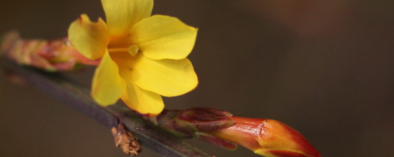 迎春花老桩怎样移栽（迎春花老桩怎样扦插）