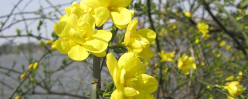 迎春花冬天可以移栽吗 迎春花什么季节移栽