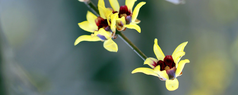 蓝色腊梅是染色的吗 蓝色腊梅是怎么染色的