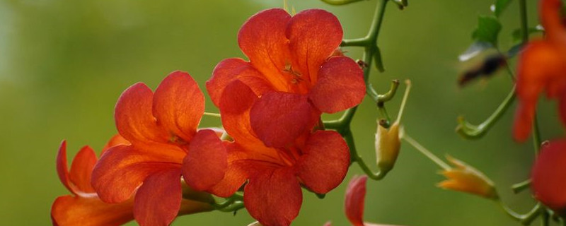 凌霄花可以水培吗（水培凌霄花可以生根繁殖吗?）