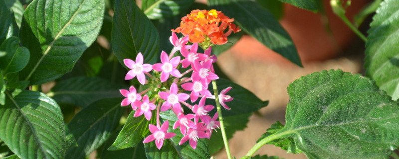 绣球一年开花几次 一年多次开花的绣球