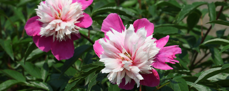 芍药水培能生根吗 移栽芍药根需要浇水吗