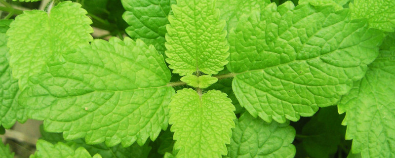 薄荷扦插方法（薄荷扦插方法 水培）