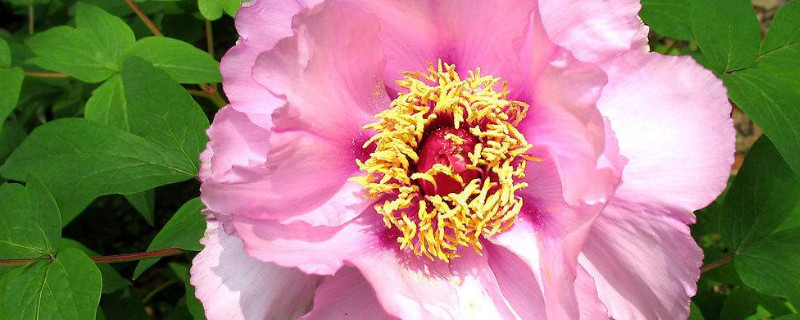 芍药春季枝怎么剪（芍药花秋季需要把枝条全部剪掉吗）