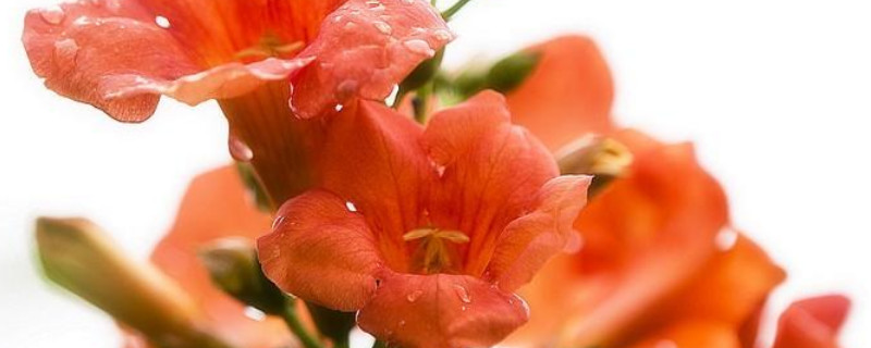 凌霄花要打顶吗 凌霄花要打顶吗?