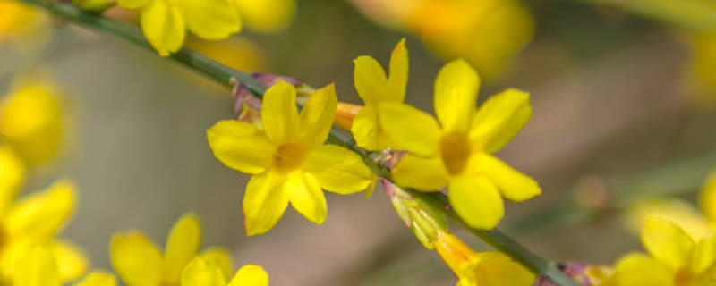 迎春花什么时候开始落叶（迎春花什么时候开花什么时候凋谢）