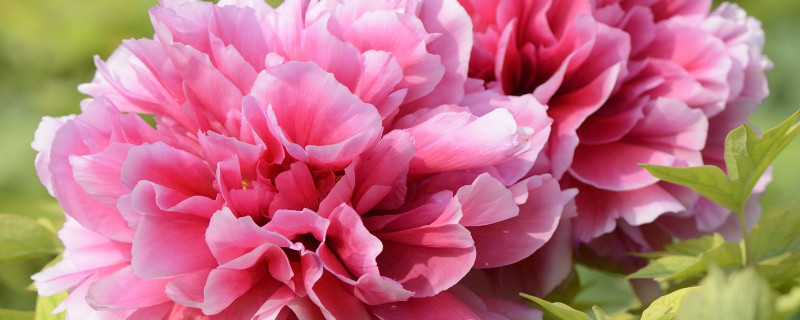 牡丹移栽后要注意事项 春季移栽牡丹的处理方法