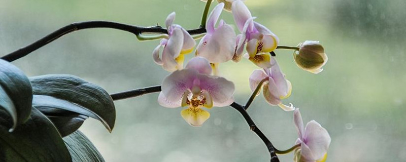 没根蝴蝶兰怎么处理 蝴蝶兰不长根怎么办