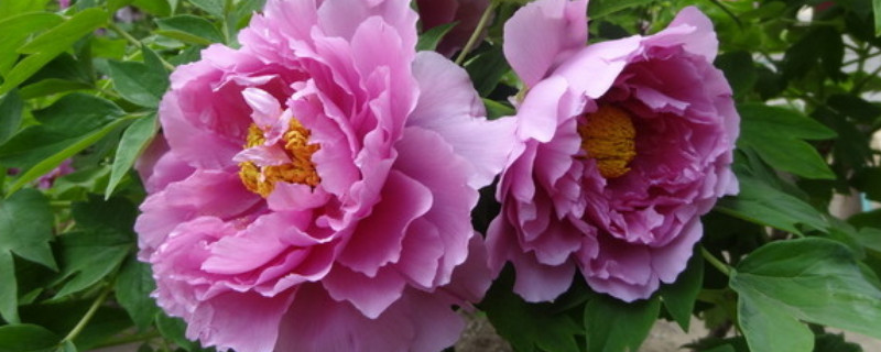 如何让春栽牡丹开花（春天怎样栽牡丹花）