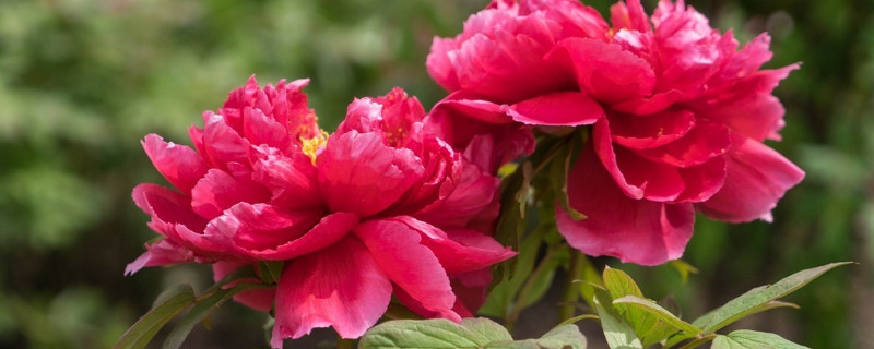 移栽的牡丹花不开叶是什么原因 地栽牡丹花为什么不开花