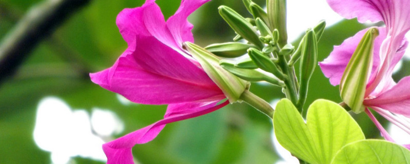 紫荆花的枝条可以扦插吗(紫荆花能扦插吗?)