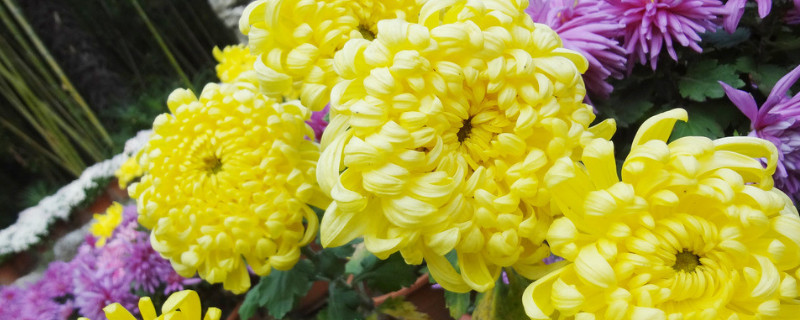 水培菊花怎么出根（菊花怎么水培生根）