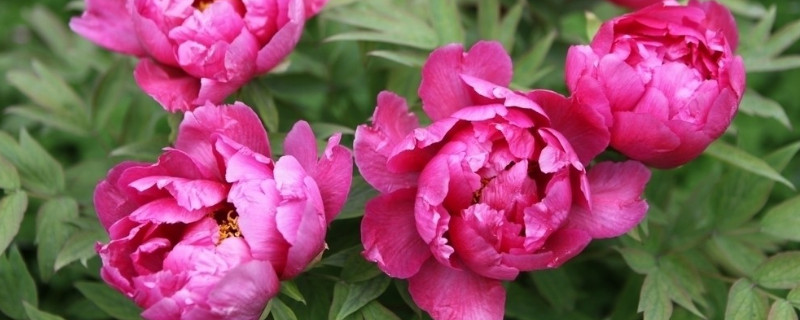 牡丹冬天怎么养护 盆栽牡丹冬季怎么养