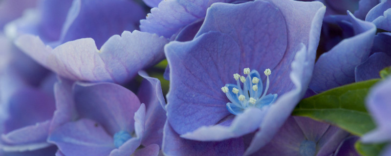 绣球叶子卷曲发焦可以活吗 绣球叶子卷 蔫了