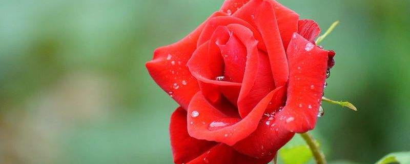 玫瑰花如何醒花 网上买的玫瑰花如何醒花