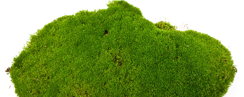 青苔怎么养才茂盛（怎么让盆景里的青苔长得茂盛）