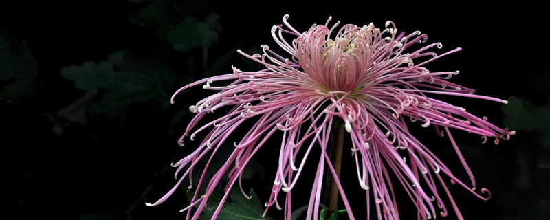 水培菊花怎么养大 菊花水培能长根吗