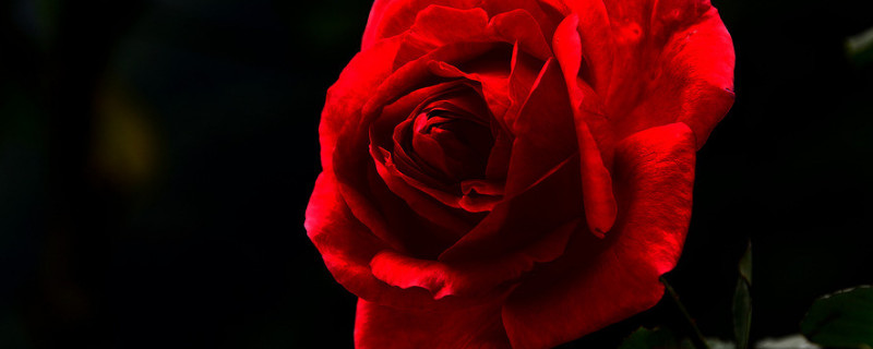 玫瑰不开花怎么处理 盆栽玫瑰不开花怎么办