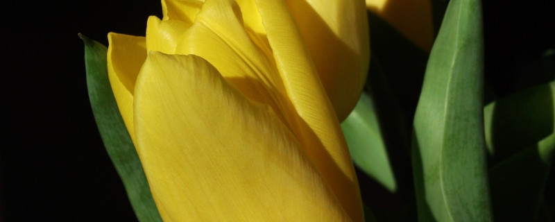 郁金香是哪国的国花（郁金香是哪国的国花哈萨克斯坦）