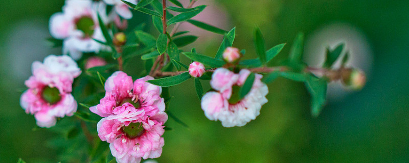 松红梅适合家里养吗 松红梅好不好养