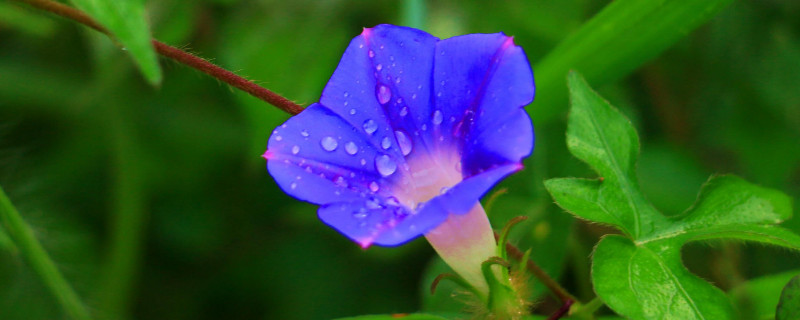 牵牛花的花语和寓意（粉色牵牛花的花语和寓意）