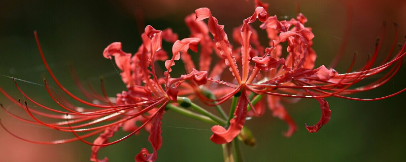 彼岸花秋天不开是不是死啦（彼岸花是不是秋天开的）