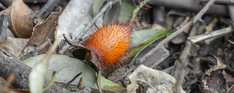 金樱子嫁接月季有什么好处 樱花能嫁接月季吗