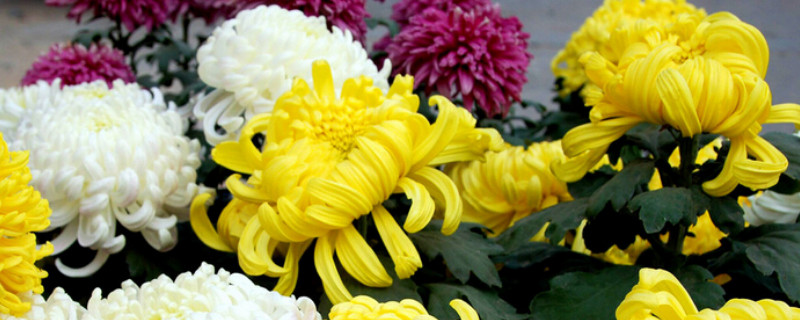 菊花变黄了怎么回事（菊花为什么会变成黄色）