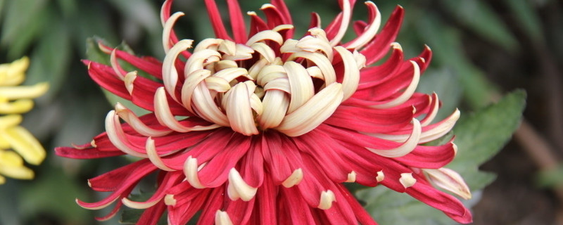 菊花在开花的时候可以施肥吗 菊花在花期怎样施肥