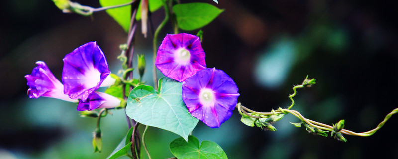 牵牛花种子能保存多久 牵牛花种子需要浸泡吗