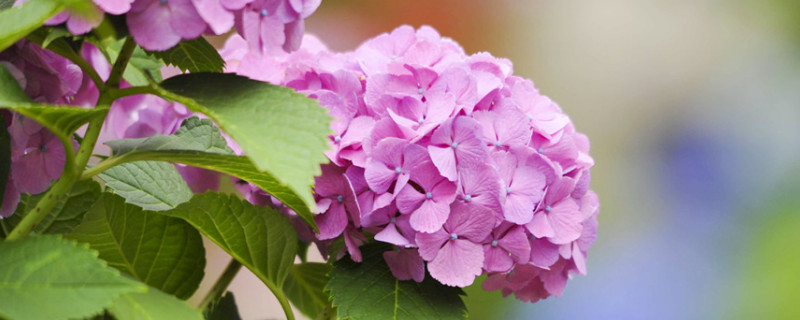 绣球花叶子发黄是怎么回事 绣球花的叶子发黄是怎么回事