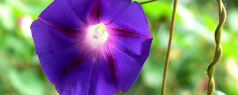 牵牛花能在阳台上种么（阳台种牵牛花用什么花盆）