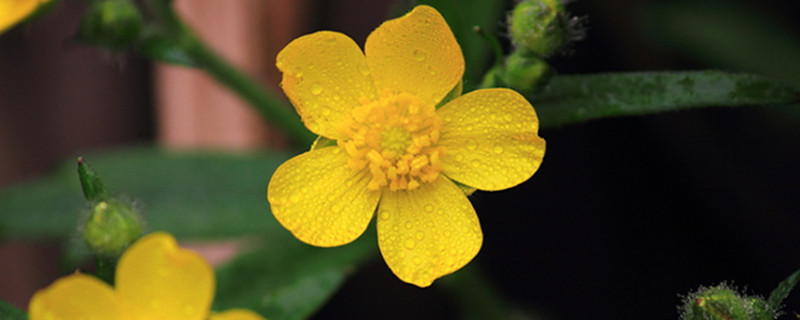 迎春花会自己繁殖吗（迎春的花是怎么繁殖）