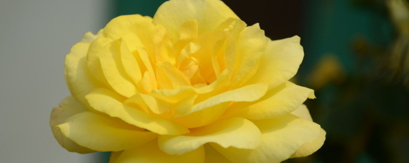 如何让月季老桩快生根（如何让月季老桩快生根如何让月季长叶子）